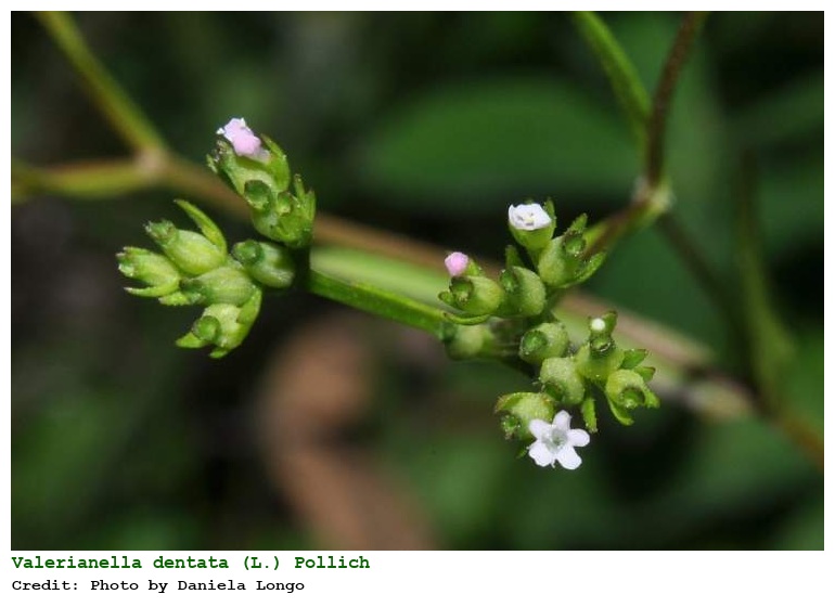 Valerianella dentata (L.) Pollich